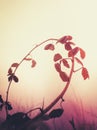 Soft focused nature image of circular wild plant branch with red leaves on beige background Royalty Free Stock Photo