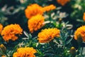 closeup of orange marigolds with green leaves in garden Royalty Free Stock Photo