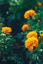 closeup of orange marigolds with green leaves in garden Royalty Free Stock Photo