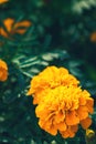 closeup of orange marigolds with green leaves in garden Royalty Free Stock Photo