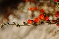 Soft focused red flowers on branches, bokeh background.