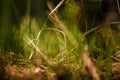 Soft focused shot of green grass