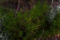 Soft focused shot of ladybug or lady-bird insect on green leaves