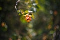Soft focused shot of rose hop branch with red berries on blurry green background. Organic food, herbal beverages, nature concept.