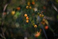 Soft focused shot of rose hop branch with red berries on blurry green background. Organic food, herbal beverages