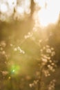 Soft focused vertical close up shot of forest plant in beautiful sunset rays light on blurry natural background Royalty Free Stock Photo