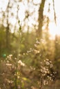 Soft focused vertical close up shot of forest plant in beautiful sunset rays light on blurry natural background Royalty Free Stock Photo