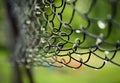 Soft focused view of raindrops on a wicker iron fence. Close-up Royalty Free Stock Photo