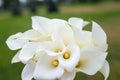 Soft focused white calla lilies bouquet on green outdoors background