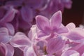 Soft focussed Lilac flowers. Spring floral background Royalty Free Stock Photo