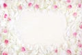 Soft Frame pattern of white and pink petals of peony flowers Royalty Free Stock Photo