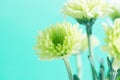 Soft fresh green Chrysanthemum flower for love romantic dreamy