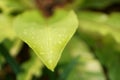 Soft fresh green leaf with dew drops of Bird`s nest fern is an epiphytic plant in Aspleniaceae family, called in another mane is