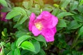 Soft fresh wild light pink dog-rose briar, brier, eglantine, canker-rose flower on bright green leaves background in the garden.