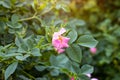 Soft fresh wild light pink dog-rose briar, brier, eglantine, canker-rose flower on bright green leaves background in the garden.