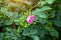 Soft fresh wild light pink dog-rose briar, brier, eglantine, canker-rose flower on bright green leaves background in the garden.