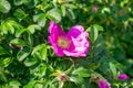 Soft fresh wild light pink dog-rose briar, brier, eglantine, canker-rose flower on bright green leaves background in the garden