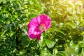 Soft fresh wild light pink dog-rose briar, brier, eglantine, canker-rose flower on bright green leaves background in the garden