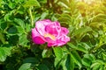 Soft fresh wild light pink dog-rose briar, brier, eglantine, canker-rose flower on bright green leaves background in the garden