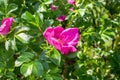 Soft fresh wild light pink dog-rose briar, brier, eglantine, canker-rose flower on bright green leaves background in the garden