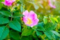 Soft fresh wild light pink dog-rose briar, brier, eglantine, canker-rose flower on bright green leaves background in the garden