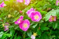 Soft fresh wild light pink dog-rose briar, brier, eglantine, canker-rose flower on bright green leaves background in the garden