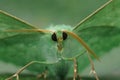 Soft frontal closeup on the Emerald geometer moth, Geometra papilionaria sitting with open wings Royalty Free Stock Photo