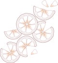 Soft fruit citrus design. Juicy citrus slice.