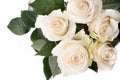 Soft full blown delicate white roses on a white. Royalty Free Stock Photo