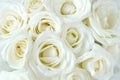 Soft full blown white roses
