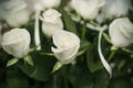 Soft full blown white roses as a background, clouse-up Royalty Free Stock Photo