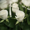 Soft full blown white roses as a background, clouse-up Royalty Free Stock Photo
