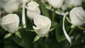 Soft full blown white roses as a background, clouse-up Royalty Free Stock Photo