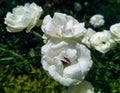 Soft full blown white roses on green background. Royalty Free Stock Photo