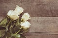 Soft full blown white roses as a neutral background on wooden board. Toned image. Top view. Royalty Free Stock Photo