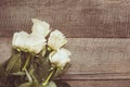 Soft full blown white roses as a neutral background on wooden board. Toned image. Top view. Royalty Free Stock Photo