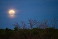 Soft full moon in the evening sky