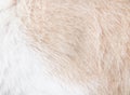 Soft fur cat texture abstract natural patterns soft focus background top view Royalty Free Stock Photo