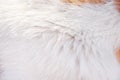 Soft fur texture of dog  animal hair natural patterns on white brown  background Royalty Free Stock Photo