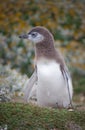 Baby Magellanic penguin looking left