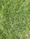 Soft fuzzy green grass texture