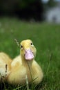 Soft Fuzzy Pekin Duckling