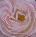 Soft and gentle rose with tears of heaven Royalty Free Stock Photo
