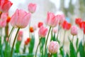 Soft and gentle spring of many shades of pink tulip flowers in natural background Royalty Free Stock Photo