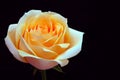 Close up of a beautiful soft glowing peach rose