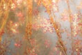 Soft glowing golden yellow festive background. Colored abstract blurry backgrounds. New Year`s and Christmas Royalty Free Stock Photo