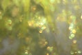 Soft glowing golden yellow festive background. Colored abstract blurry backgrounds. New Year`s and Christmas Royalty Free Stock Photo