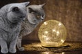 Two carthusian cats look curiously at a shimmering glass globe