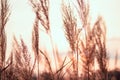 Soft golden pampas grass at the sunset. Spring or summer abstract nature background