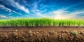 The Gradient Between Grass and Soil Creates a Beautiful Natural Background Royalty Free Stock Photo